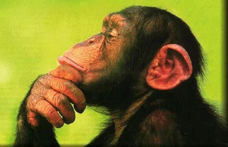 suckered thinking chimp